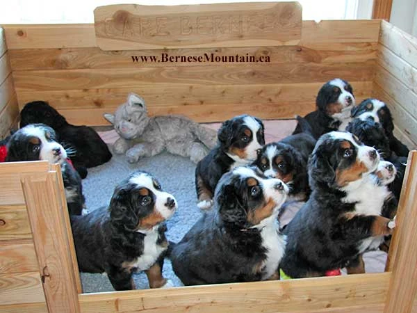 Bernese Mountain Dog puppies
