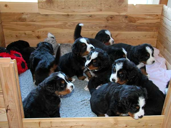 Bernese Mountain Dog puppies