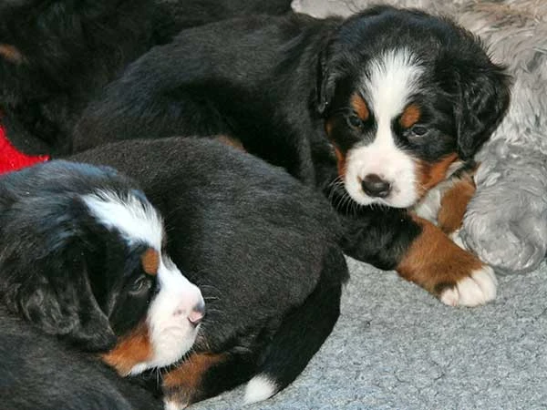 Bernese Mountain Dog puppies