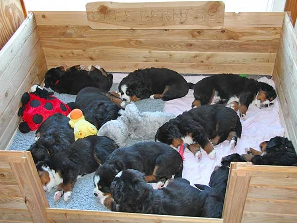 Bernese Mountain Dog puppies