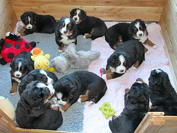 Bernese Mountain Dog puppies