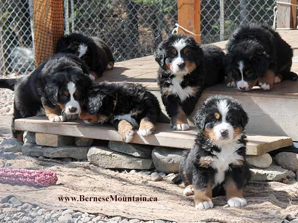 bernese mountain dog puppies