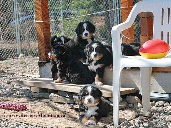 bernese mountain dog puppies