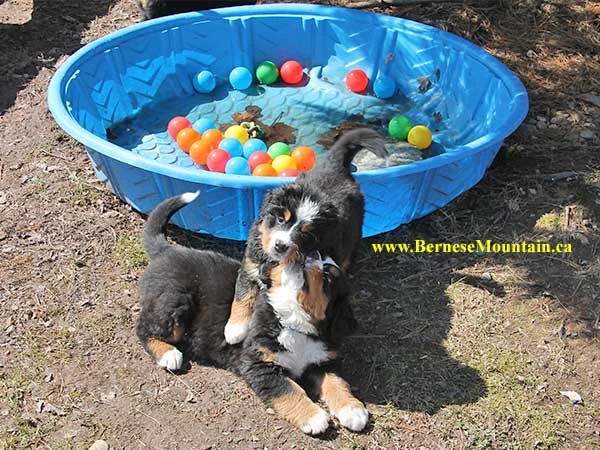 bernese mountain dog puppies