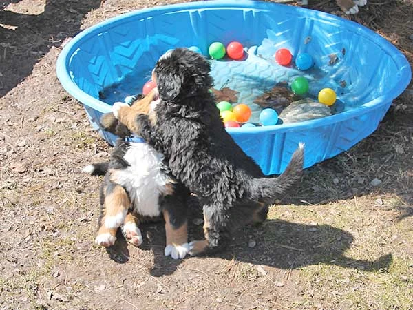 bernese mountain dog puppies