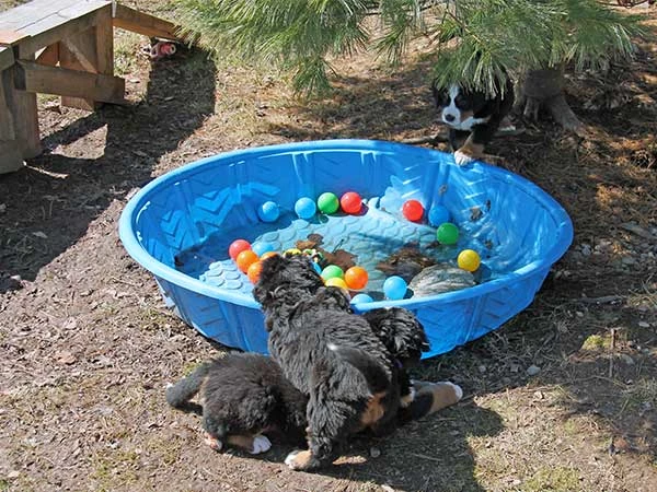 bernese mountain dog puppies