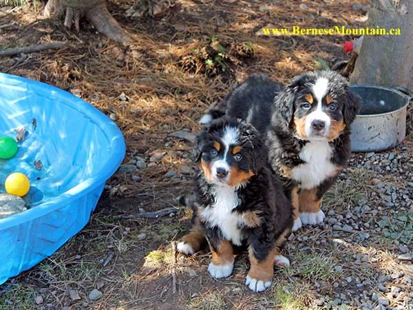 bernese mountain dog puppies