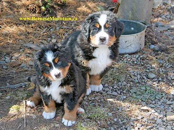 bernese mountain dog puppies