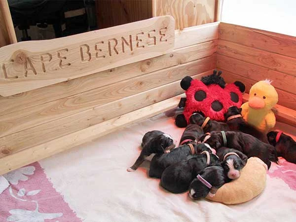 Bernese Mountain Dog puppies