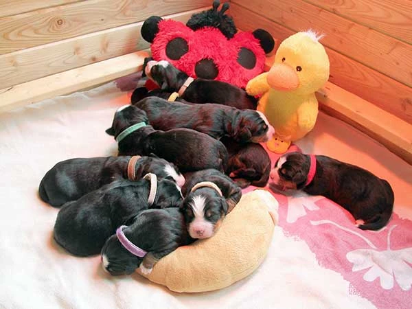 Bernese Mountain Dog puppies day 5