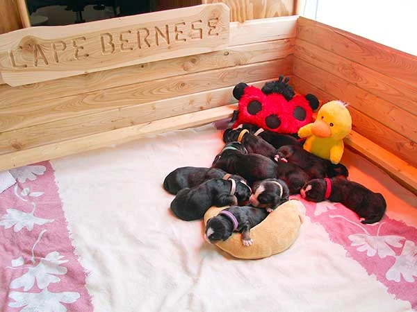 Berrnese Mountain Dog puppies day 5