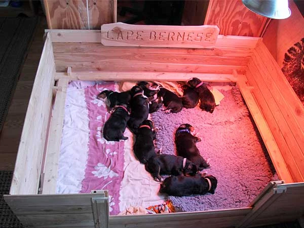 bernese mountain dog puppies day 9