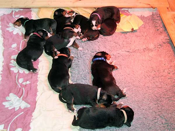 bernese mountain dog puppies day 9