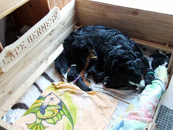 bernese mountain dog puppies March 2014