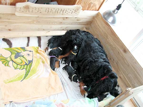 bernese mountain dog puppies March 2014