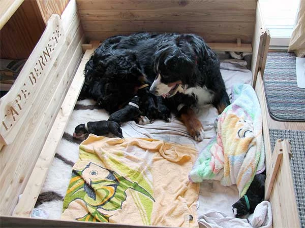 bernese mountain dog puppies March 2014