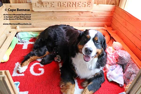 Bernese Mountain Dog puppies at Cape Breton Island Nova Scotia Canada