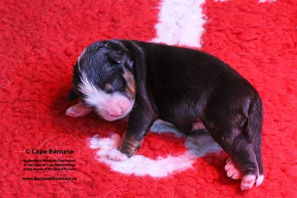 Bernese Mountain Dog puppies at Cape Breton Island Nova Scotia Canada