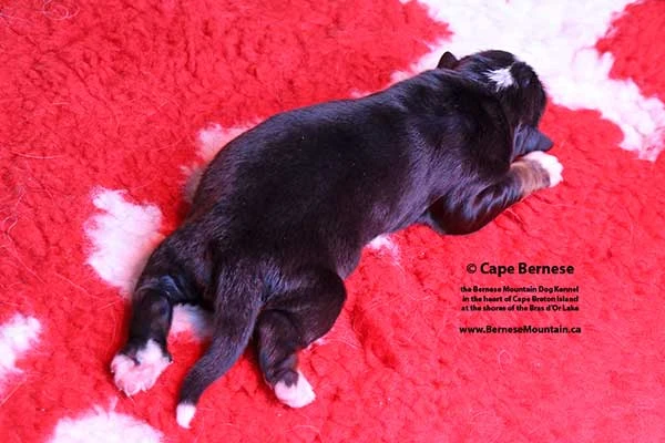 Cape Bernese - The Bernese Mountain Dog Kennel on Cape Breton Island  in Nova Scotia CANADA