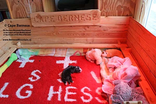 Cape Bernese - The Bernese Mountain Dog Kennel on Cape Breton Island  in Nova Scotia CANADA