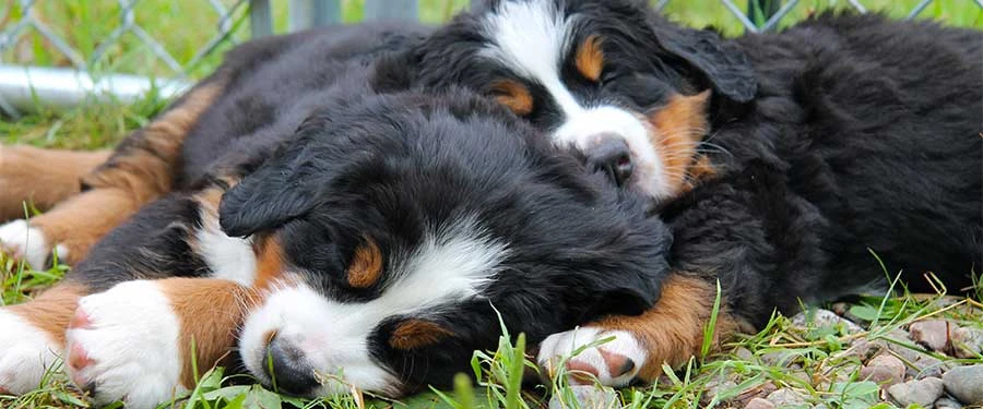 Bernese Mountaqin Dog puppies at Cape Breton having a nap Bernese Mountain Dog puppies at Cape Breton, Nova Scotia, Canada
