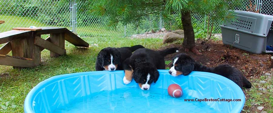 Bernese Mountaqin Dog puppies at Cape Breton exploring water Bernese Mountain Dog puppies at Cape Breton Island, Nova Scotia, Canada