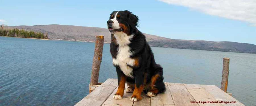 retired Bernese Mountain Dog Senta is watching over the Bras d'Or Lake Bernese Mountain Dog puppies at Cape Breton, Nova Scotia, Canada