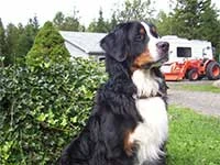 our male Bernese Moutain Dog Moritz king of the yard