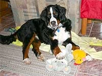 our yungster male Bernese Moutain Dog Moritz playing
