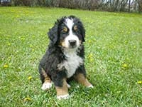 our baby Bernese Moutain Dog Moritz on the lawn