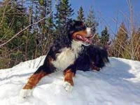 our male Bernese Moutain Dog Moritz watching on snow