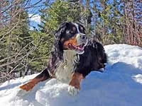 our male Bernese Moutain Dog Moritz watching on snow