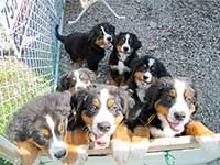 Bernese Mountain Dog puppies are playing