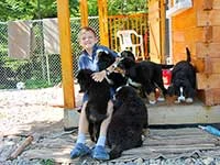 Bernese Mountain Dog puppies are playing