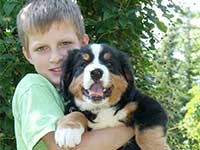 Bernese Mountain Dog puppy