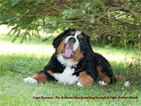 Bernese Mountain Dog puppy is singing