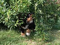 Bernese Mountain Dog puppy is hiding