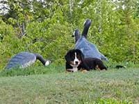 Bernese Mountain Dog puppy