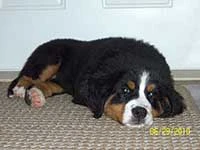 our female Bernese Moutain Dog Senta sleeping