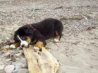our female Bernese Moutain Dog Senta on the beach