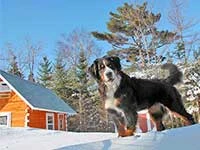 our female Bernese Moutain Dog Senta on snow bank
