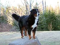 our female Bernese Moutain Dog Senta on the rock
