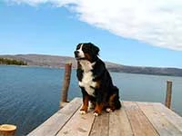 our female Bernese Moutain Dog Senta on the wharf Bras d'Or Lake