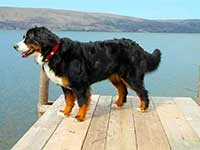 our female Bernese Moutain Dog Senta on the wharf