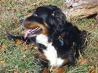 our first Bernese Mountain Dog Elsa