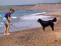 our first Bernese Mountain Dog Elsa at Atlantic Ocean