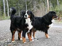 our first Bernese Mountain Dog Elsa and Vincent