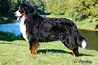 Rueger - Bernese Mountain Dog in Canada